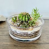 Mi proyecto del curso: Arte vegetal: crea tu propio terrario abierto . % nickol_68 tarafından hazırlanan Dekoras, on, İç Tasarım, Kendin Yap, Pe, zaj Mimarisi, Ve Çiçek ve Bitki Tasarımı projesi - 11.05.2024