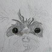 My project for course: Pet Portraits in Colored Pencils. Traditional illustration, and Naturalistic Illustration project by Martha - 11.12.2024