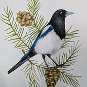Mi proyecto del curso: Acuarelas: arte realista de aves y naturaleza. Drawing, Fine Arts, Naturalistic Illustration, Pencil Drawing, Realistic Drawing, and Watercolor Painting project by Constanza Herrera erber - 11.09.2024