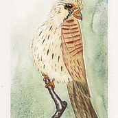 Mein Abschlussprojekt für den Kurs: Naturalistische Aquarellillustration von Vögeln. Desenho realista, Ilustração tradicional, Pintura em aquarela e Ilustração naturalista projeto de Christian Gutknecht - 10.11.2024