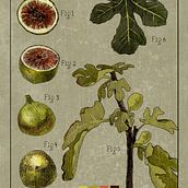 My project for course: Botanical Illustration: From Notebook to Print. Un progetto di Illustrazione botanica, Disegno, Illustrazione tradizionale, Illustrazione con inchiostro, Sketchbook e Bozzetti di olesyaproector - 10.11.2024