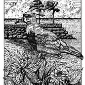 Un Tero cerca del río . Desen artistic, Desen, Ilustrație cu cerneală, Ilustrație naturalistă, Caiet de schițe și Schițe de Walter Garcia - 11.13.2024