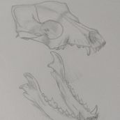 Mi proyecto del curso: Dibujo anatómico con lápiz de grafito para principiantes. Desenho, Desenho anatômico, Desenho a lápis, Desenho realista, e Artes plásticas projeto de ana_roviglio - 08.11.2024