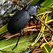 Photo macro (insecte). Un proyecto de Fotografía de ava.beucler - 14.11.2024