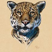Ilustración Iluninada del curso: Ilustración naturalista de animales con Procreate. Realistic Drawing, Traditional illustration, Digital Illustration, and Naturalistic Illustration project by pencilcjp - 11.14.2024