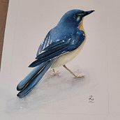 My project for course: Artistic Watercolor Techniques for Illustrating Birds. Un progetto di Pittura ad acquerello e Illustrazione naturalistica di Kellie Lorraine - 17.11.2024