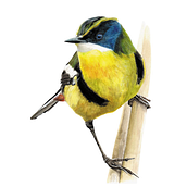 Mi proyecto del curso: Ilustración naturalista de aves con acuarela. Desenho realista, Ilustração tradicional, Pintura em aquarela e Ilustração naturalista projeto de nunezmolinamarcelo - 18.11.2024
