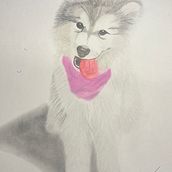 balialaskanmalamute ☺️☺️. Traditional illustration, and Naturalistic Illustration project by David Blanco Vargas - 11.18.2024