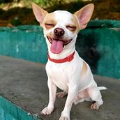 Mi proyecto del curso: Introducción a la fotografía de perros. Fotografia, Fotografia de estúdio, Fotografia de retrato, Fotografia Lifest, le, Fotografia documental, e Fotografia de interiores projeto de Diana Ortega - 16.11.2024