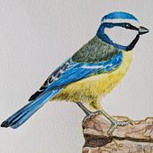 Mi proyecto: Herrerillo común y Jilguero. ¿Consejos?. Realistic Drawing, Traditional illustration, Watercolor Painting, and Naturalistic Illustration project by raquelpedrui - 11.21.2024