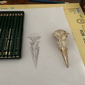 My project for course: Intro to Anatomy Drawing with Graphite Pencil. Projekt z dziedziny  R, sunek, R, sunek anatomiczn, R, sunek ołówkiem, R, sunek realist, czn i  Sztuki piękne użytkownika Assala Hadjadj - 21.11.2024
