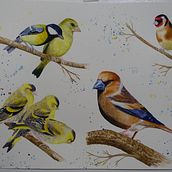 Il mio progetto del corso: Acquerello artistico per illustrazione di animali: gli uccelli. Un progetto di Illustrazione tradizionale, Pittura ad acquerello, Disegno realistico e Illustrazione naturalistica di pensione_la_pergola - 21.11.2024