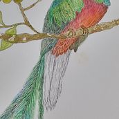 Ilustracion Naturalista aplicada a colecciones: QUETZAL. Traditional illustration project by esmafareeda - 11.20.2024
