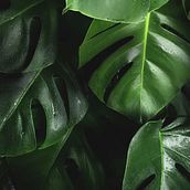 Mi proyecto del curso: Diseño de interiores con plantas desde cero. Decoration, DIY, Floral, Plant Design, Interior Decoration, Interior Design, L, scape Architecture, and Spatial Design project by Melissa Vivaldo Capdepont - 11.20.2024