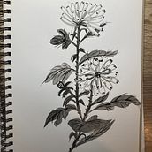 My project for course: Introduction to Sumi-e Painting . % Kathy Evans tarafından hazırlanan Çizim, Geleneksel illüstras, on, Mürekkep İllüstras, onu, Güzel sanatlar, Ve Tablo projesi - 11.28.2024