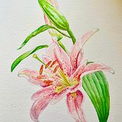 Meu Lírio Rosa - Projeto do curso: Aquarela botânica: ilustre a anatomia das flores. Un projet de Beaux Arts, Dessin, Illustration traditionnelle, Illustration botanique, Peinture , et Aquarelle de iamaguchiamanda - 28.11.2024