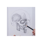 cabeza humana . Projekt z dziedziny  Sztuki piękne,  R, sunek, R, sunek ołówkiem, R, sunek anatomiczn, Portret, R, sunek realist i czn użytkownika xhimmena - 29.11.2024