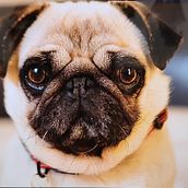 Pug. Drawing project by Gloria G Fdez - 12.02.2024
