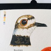 My project for course: Artistic Watercolor Techniques for Illustrating Birds. Traditional illustration, Watercolor Painting, Realistic Drawing, and Naturalistic Illustration project by Aditi Jain - 12.05.2024