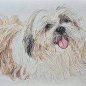 Ollie. Un progetto di Illustrazione tradizionale, Illustrazione naturalistica, Disegno, Belle arti e Bozzetti di Hala Syed - 06.12.2024