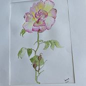 Meu projeto do curso: Aquarela botânica: ilustre a anatomia das flores. Een project van  Beeldende kunst,  Tekening, Traditionele illustratie,  Botanische illustratie, Schilderij y Aquarelschilderen van Leonor Capelo - 06.12.2024