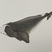 Ballena Boreal. Un progetto di Illustrazione naturalistica, Pittura, Pittura ad acquerello e Belle arti di javramirez1603 - 07.12.2024
