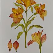 My project for course: Botanical Watercolor: Illustrate the Anatomy of Flowers. Fine Arts, Drawing, Traditional illustration, Botanical Illustration, Painting, and Watercolor Painting project by Gabriela Sales - 10.17.2024