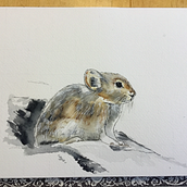 Collared Pika. Naturalistic Illustration, and Watercolor Painting project by S Carriere - 12.16.2024