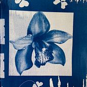 Orquídea en cianotipia . Arts, Crafts, Fine Arts, Printing, Film Photograph, and DIY project by sofiapinzonmayorga - 12.17.2024