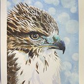 Juvenile Cooper's Hawk. Realistic Drawing, Traditional illustration, Naturalistic Illustration, and Watercolor Painting project by rabbitrebel - 12.21.2024
