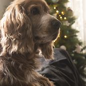 Fotografía perros Ein Projekt aus dem Bereich Fotografie, Porträtfotografie, Lifest, le-Fotografie, Fotografie für Instagram und Dokumentarfotografie von Irene Ferradas Arenas - 26.12.2024