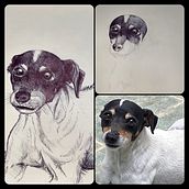 My Dog. Drawing, Realistic Drawing, Traditional illustration, and Naturalistic Illustration project by Camilo Muñoz - 12.29.2024