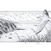 Flying free on the beach. Un proyecto de Dibujo artístico, Dibujo, Ilustración con tinta, Ilustración naturalista				, Sketchbook y Bocetado de fahmi_jeanshidayat - 29.12.2024