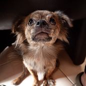 Photographie lifestyle de chiens. Photograph, Portrait Photograph, Lifest, le Photograph, Instagram Photograph, Documentar, and Photograph project by Morgane Cochen - 12.29.2024