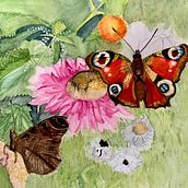 Butterflies and flowers. Un progetto di Illustrazione botanica, Illustrazione tradizionale, Illustrazione naturalistica, Sketchbook e Pittura ad acquerello di Didier Van Impe - 29.12.2024