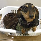 Dogwen le Teckel (Daschund) - image originale non retouchée. Photograph, Portrait Photograph, Lifest, le Photograph, Instagram Photograph, Documentar, and Photograph project by Richard Lapointe-Goupil - 12.30.2024
