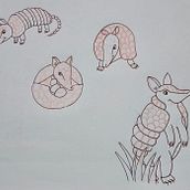 Armadillo en todas sus posiciones. Un proyecto de Diseño de personajes, Ilustración infantil, Dibujo y Dibujo a lápiz de francinycordero - 31.12.2024