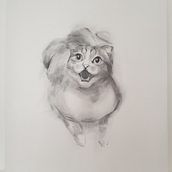 My cat Moody meowing Ein Projekt aus dem Bereich Zeichnung, Bildende Künste, Porträtzeichnung und Naturalistische Illustration von Migyeong Kang - 01.01.2025