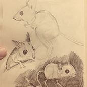 My project for course: Dynamic Animal Illustration for Children’s Stories. Character Design, Children's Illustration, Drawing, and Pencil Drawing project by paul_stopmotionpro - 01.02.2025