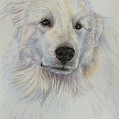 Bear Bear . Traditional illustration, and Naturalistic Illustration project by Ingrid H - 01.03.2025