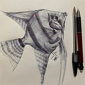 Angel Fish / Pez Escalar. Traditional illustration, and Drawing project by Camilo Muñoz - 01.04.2025