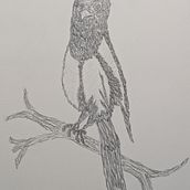 Elster Ein Projekt aus dem Bereich Zeichnung, Traditionelle Illustration, Naturalistische Illustration und Bleistiftzeichnung von Rose - 04.01.2025