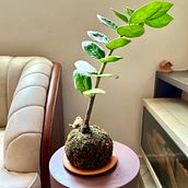 Primeira Kokedama 💚 . % mariaalicequeiroz tarafından hazırlanan Sanat ve El Sanatları, Dekoras, on, İç Tasarım, Kendin Yap, Pe, zaj Mimarisi, Ve Çiçek ve Bitki Tasarımı projesi - 01.05.2025