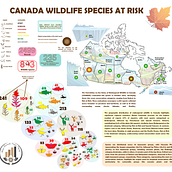 Canadian Wildlife Species at Risk 2023. Design gráfico, Infografia, Design de informação, e Design interativo projeto de Maria Fernanda Vargas Charry - 10.01.2025