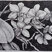 White Orchid . Drawing, Traditional illustration, Ink Illustration, Sketchbook, and Sketching project by Karen Jones - 01.13.2025