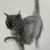 Cat . Un progetto di Disegno, Belle arti, Disegno di ritratti e Illustrazione naturalistica di Chantal Gagne - 14.01.2025