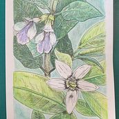 Flor de azahar y melisa. Traditional illustration, Drawing, Arts, Crafts, Graphic Design, Fine Arts, Design, Painting, Watercolor Painting, Creativit, Pencil Drawing, Instagram, Artistic Drawing, Botanical Illustration, Colored Pencil Drawing, and Decorative Painting project by Mikel Urtasun Osacar - 01.14.2025