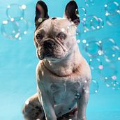 Fotografía canina . Projekt z dziedziny Fotografia, Fotografia stud, jna, Fotografia portretowa,  Fotografia lifest, le, Fotografia dokumentalna i Fotografia wnętrz użytkownika Jaime Andres Ortega Diaz - 16.01.2025