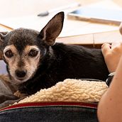Mi proyecto del curso: Fotografía lifestyle de perros. Photograph, Portrait Photograph, Lifest, le Photograph, Instagram Photograph, Documentar, and Photograph project by Daniel Gómez - 01.17.2025