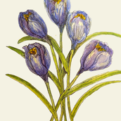 Crocus . Botanical Illustration, Drawing, Fine Arts, Traditional illustration, Painting, and Watercolor Painting project by Wendy Johnston - 01.22.2025